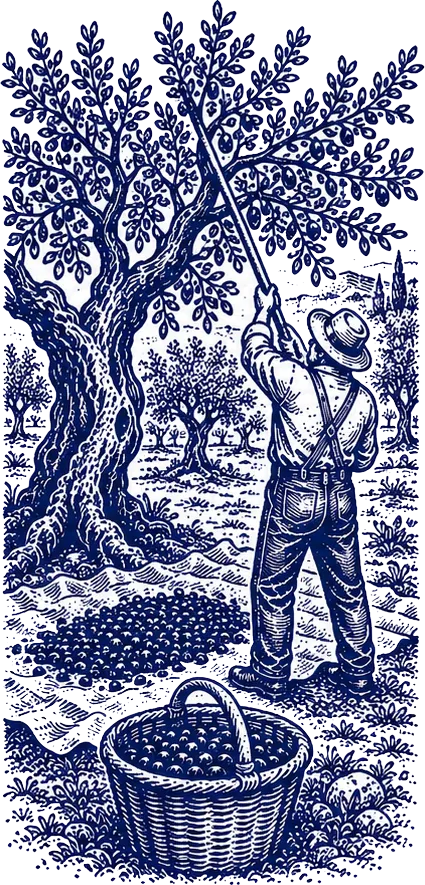 Early harvest of Koroneiki olives in the Ana’s Estate grove