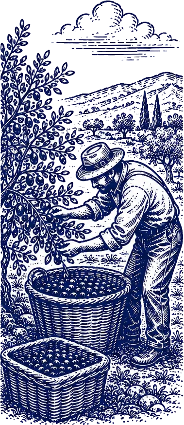Koroneiki olives being carefully gathered into harvest crates