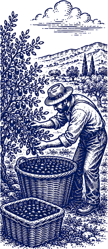 Koroneiki olives being carefully gathered into harvest crates
